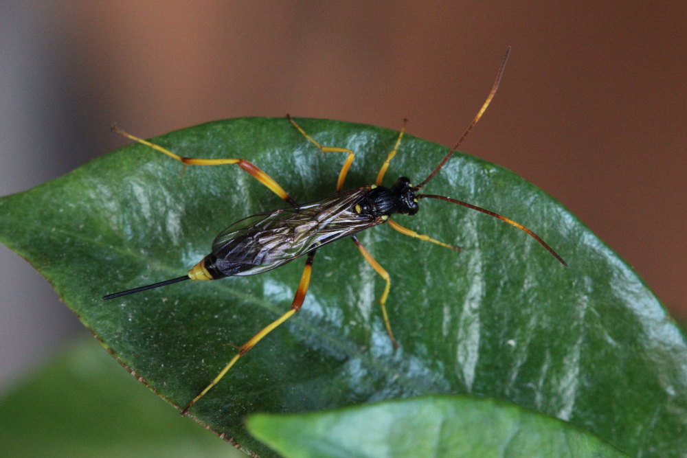 Chalybion bengalense (Sphecidae) e  Acroricnus seductor (Ichneumonidae)