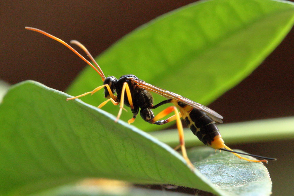 Chalybion bengalense (Sphecidae) e  Acroricnus seductor (Ichneumonidae)