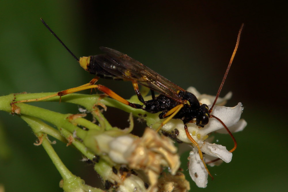 Chalybion bengalense (Sphecidae) e  Acroricnus seductor (Ichneumonidae)