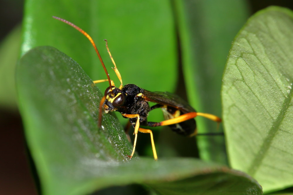 Chalybion bengalense (Sphecidae) e  Acroricnus seductor (Ichneumonidae)