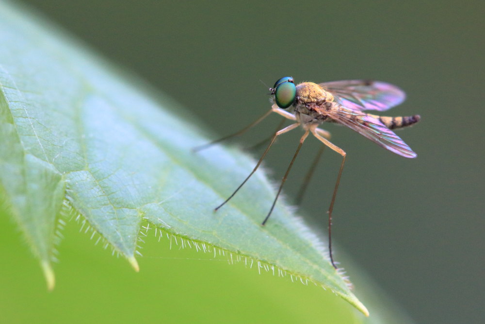 Rhagionidae:  Chrysopilus sp. maschio?  S !