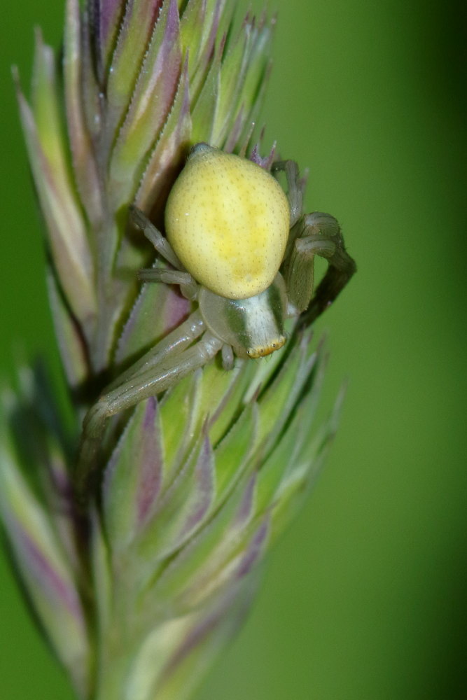 Misumena vatia - Monte Conero (AN)