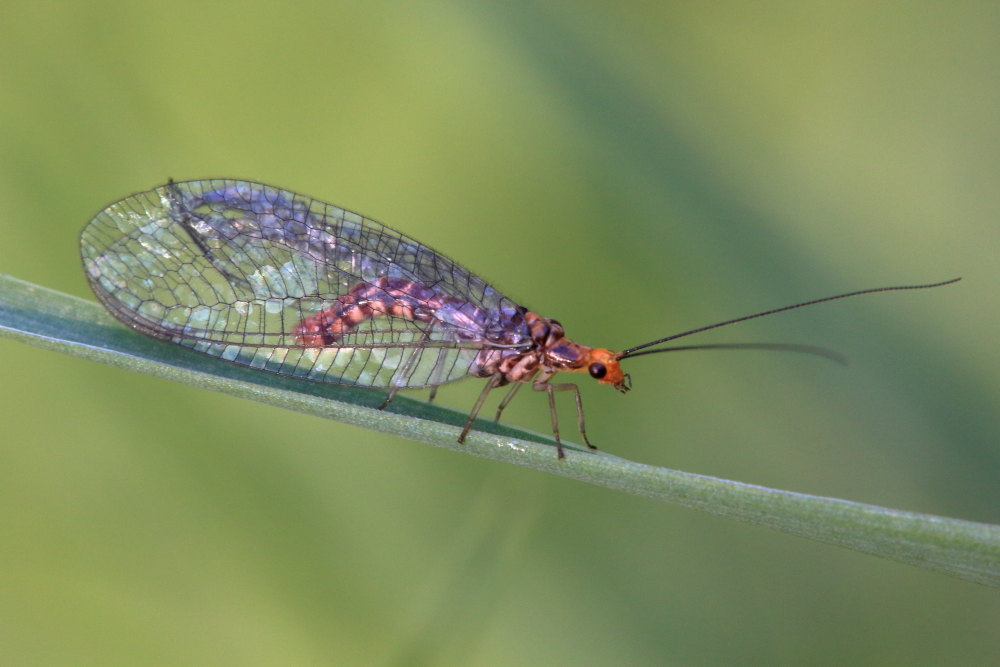 Nothochrysa capitata? S, maschio