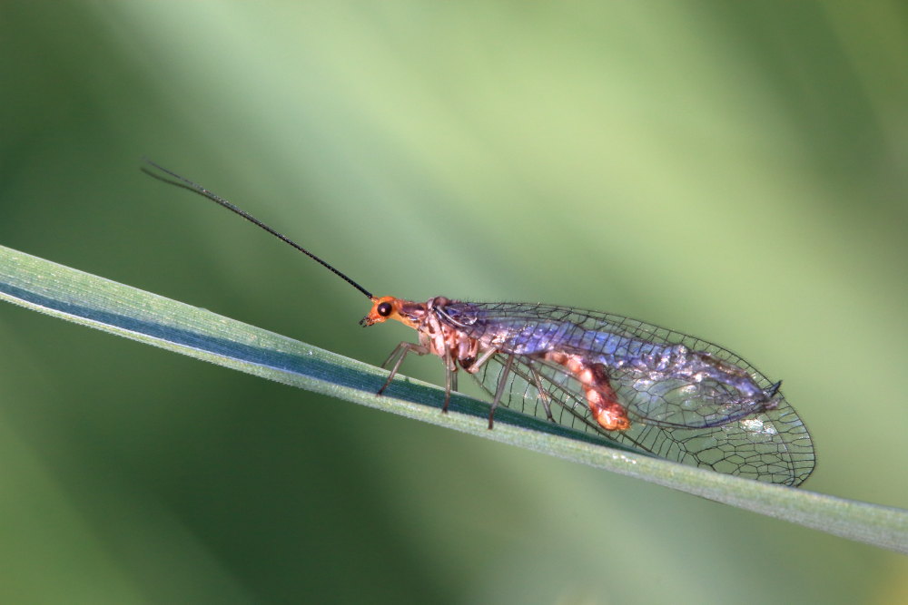 Nothochrysa capitata? S, maschio