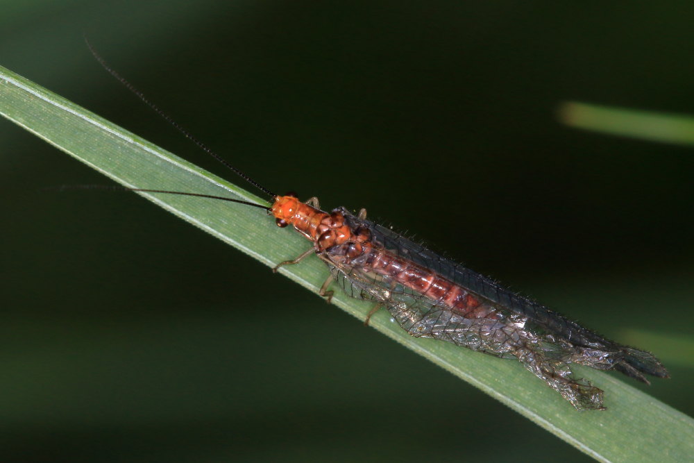 Nothochrysa capitata? S, maschio