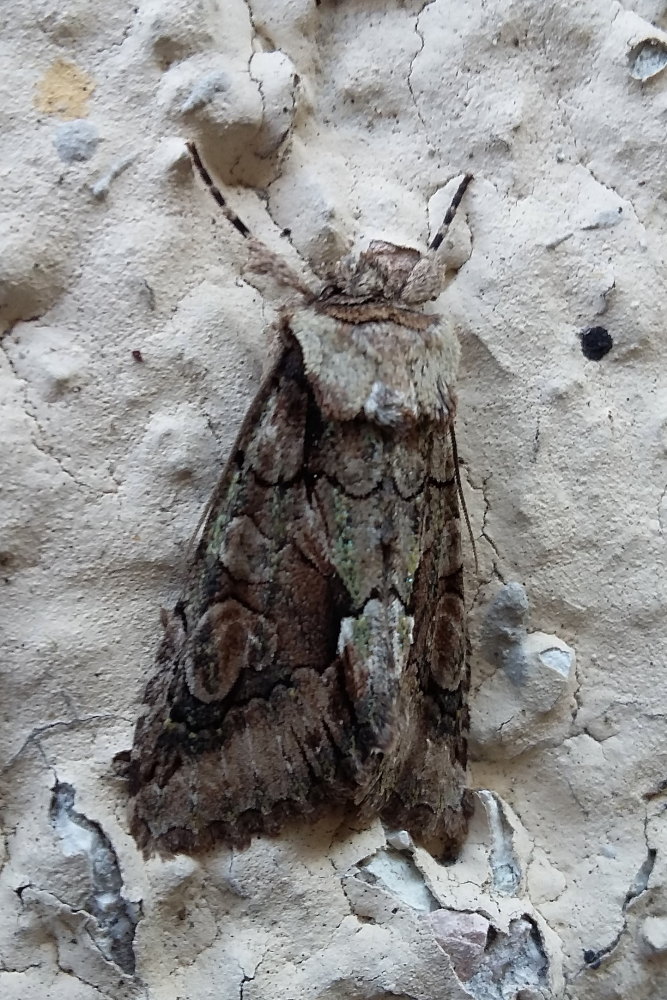 Da identificare 2 - Allophyes oxyacanthae, Noctuidae