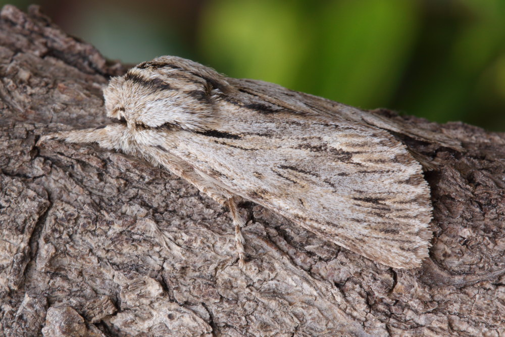 Da identificare 3 - Asteroscopus sphinx, Noctuidae