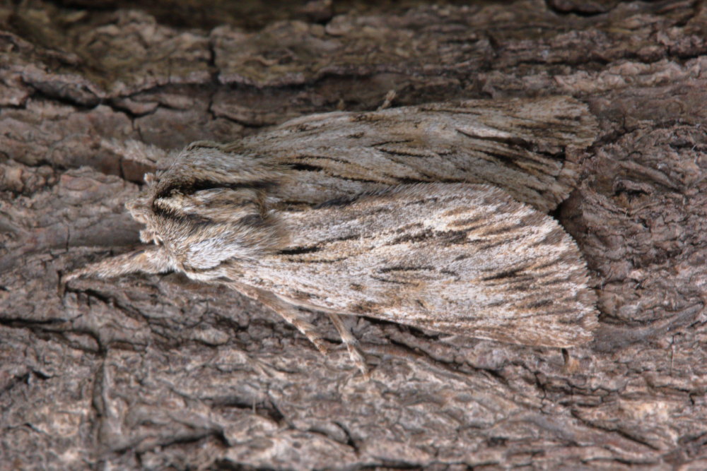 Da identificare 3 - Asteroscopus sphinx, Noctuidae