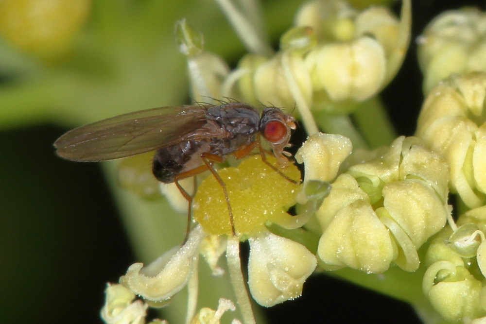 Scaptomyza sp. (Drosophilidae)