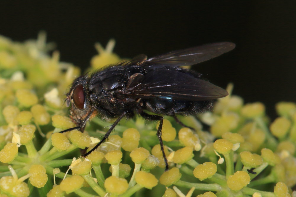 Calliphora vomitoria (Calliphoridae)