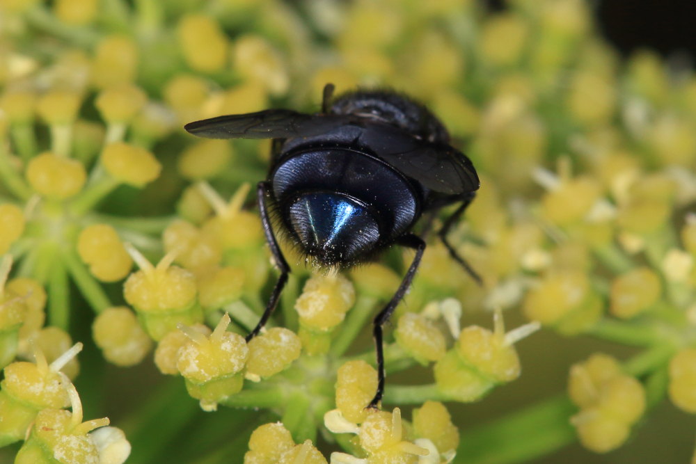 Calliphora vomitoria (Calliphoridae)