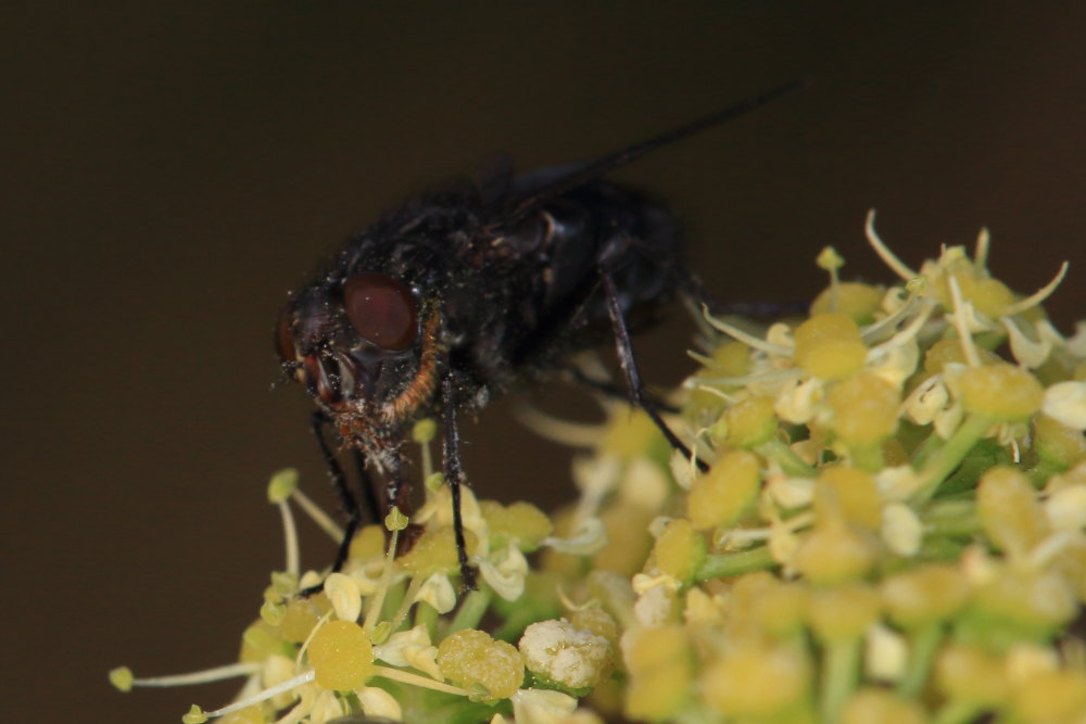 Calliphora vomitoria (Calliphoridae)