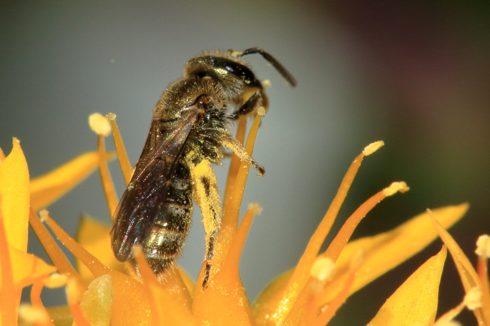 Lasioglossum sp., femmina  (Apidae Halictinae)