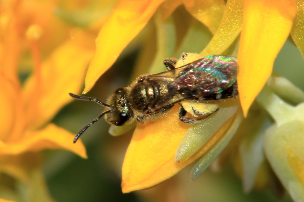 Lasioglossum sp., femmina  (Apidae Halictinae)