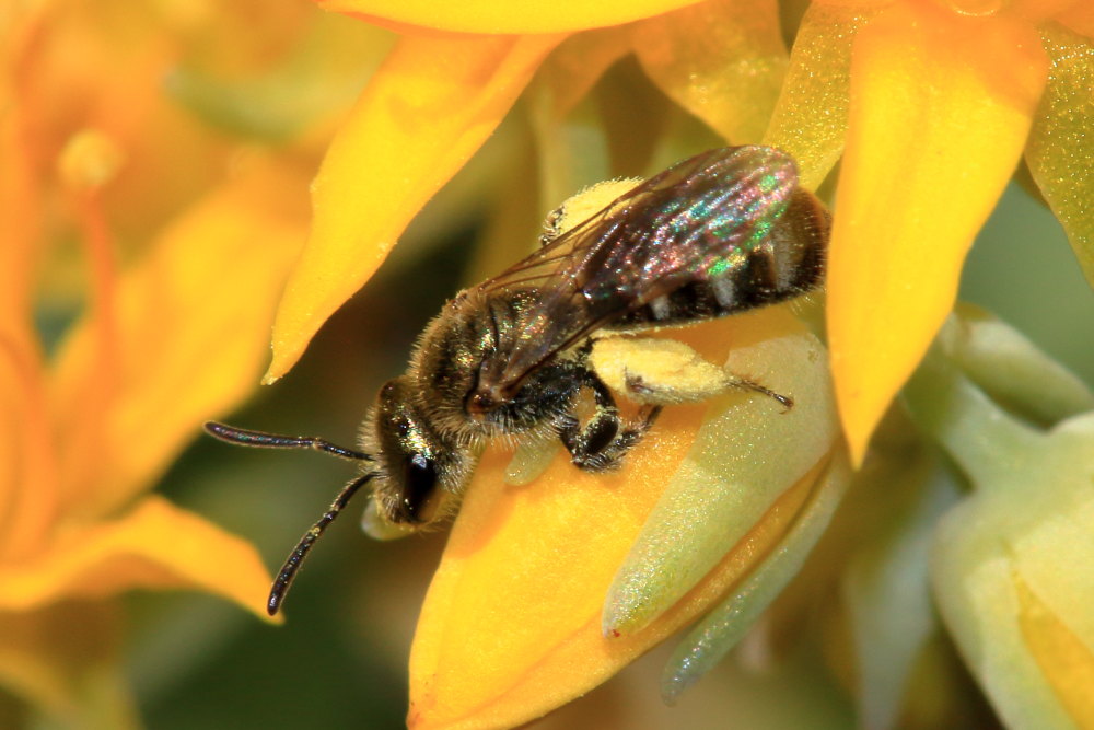 Lasioglossum sp., femmina  (Apidae Halictinae)