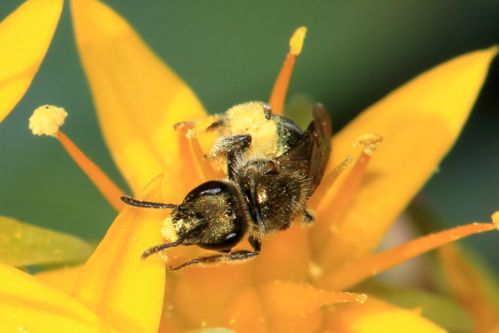 Lasioglossum sp., femmina  (Apidae Halictinae)