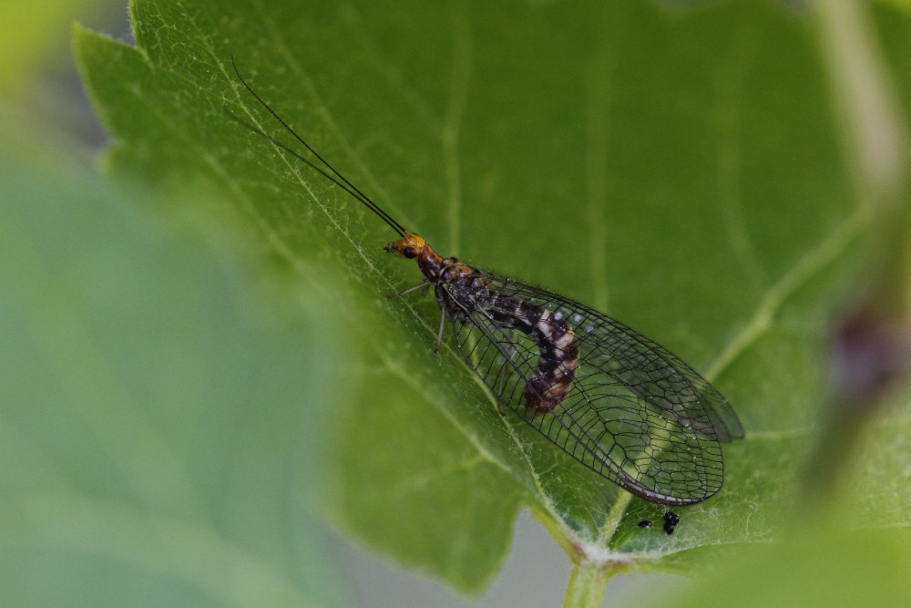 Un''altra Nothochrysa capitata!