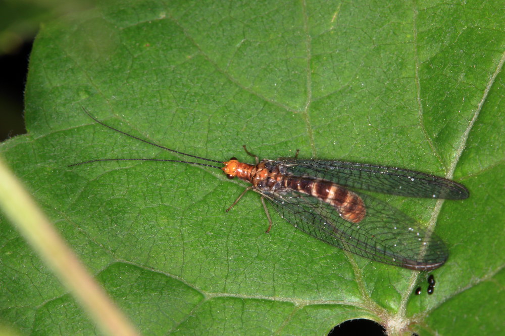 Un''altra Nothochrysa capitata!