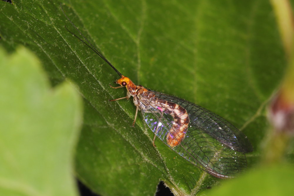 Un''altra Nothochrysa capitata!