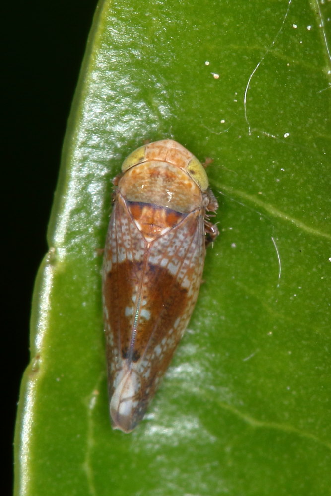 Hishimonus hamatus  (Cicadellidae)