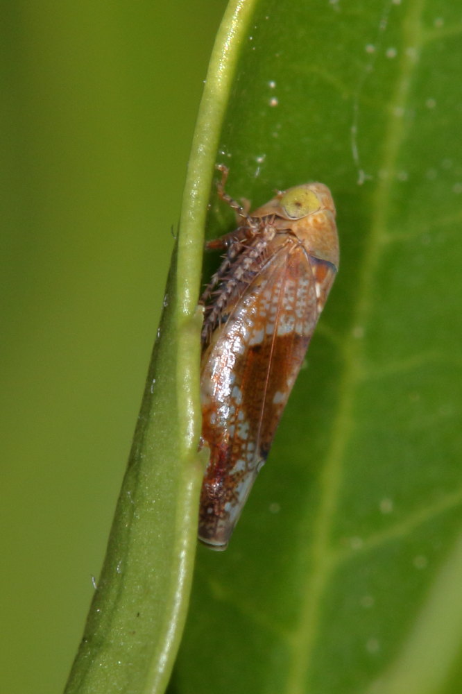 Hishimonus hamatus  (Cicadellidae)