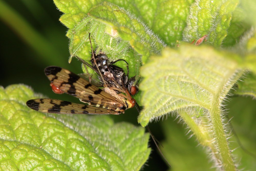 Heriaeus (hirtus ?) e le panorpe opportuniste