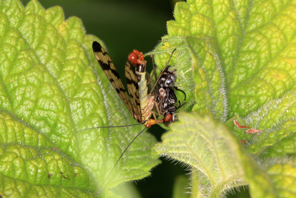 Heriaeus (hirtus ?) e le panorpe opportuniste