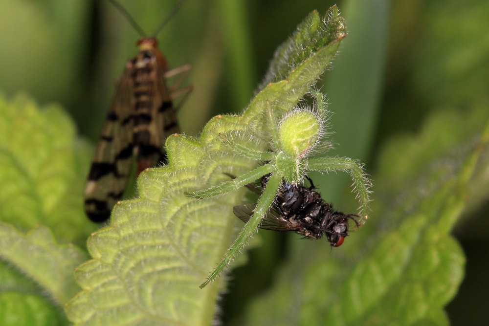 Heriaeus (hirtus ?) e le panorpe opportuniste