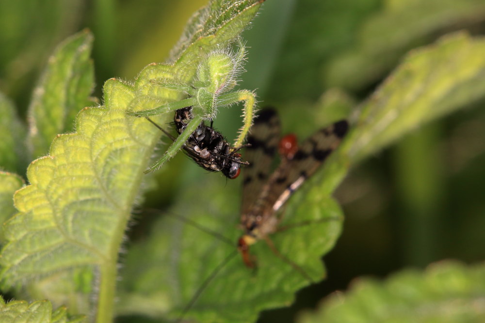 Heriaeus (hirtus ?) e le panorpe opportuniste