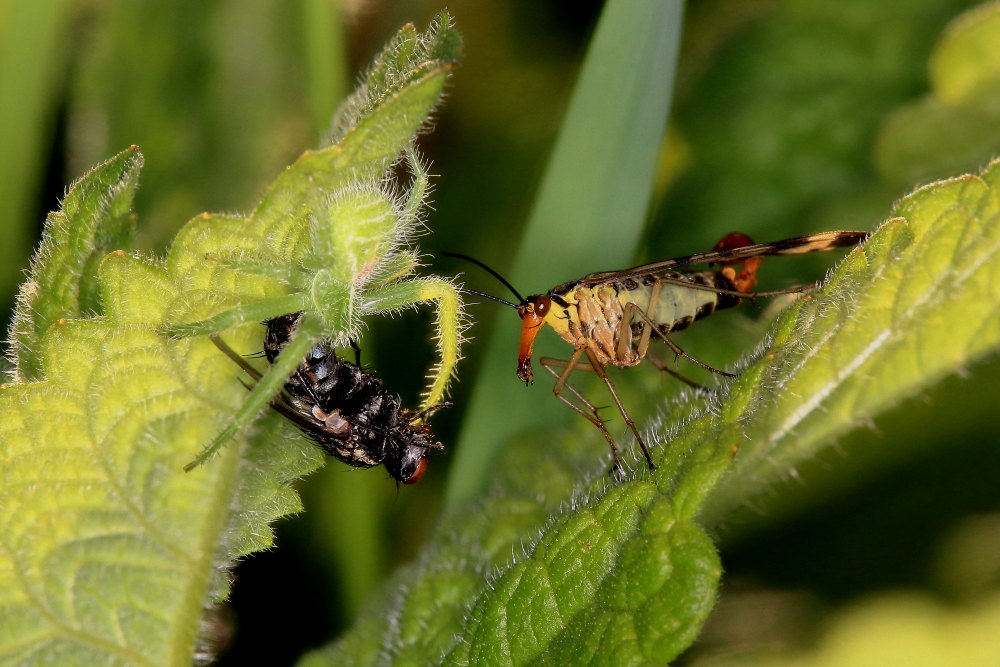 Heriaeus (hirtus ?) e le panorpe opportuniste