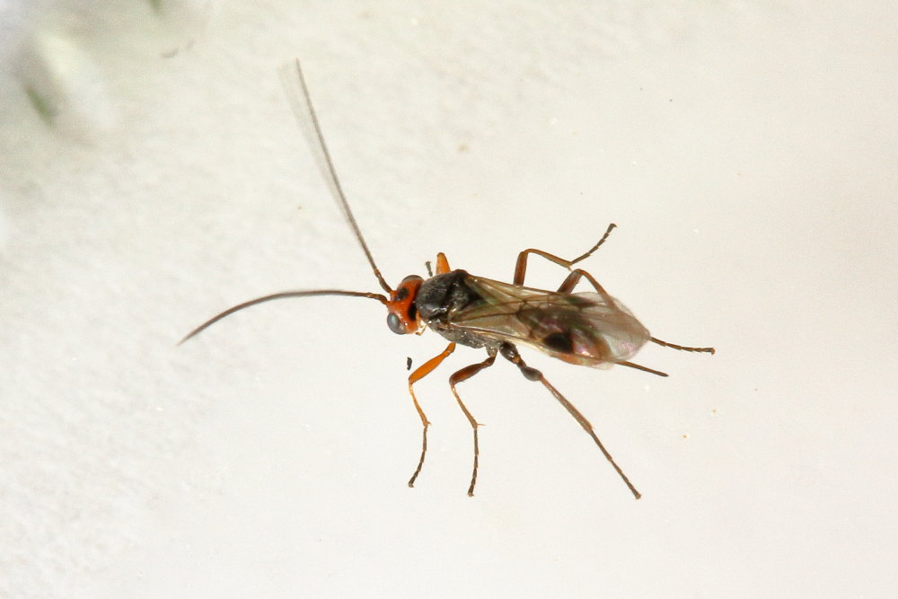 Imenottero braconidae (cfr. Dinocampus coccinellae)