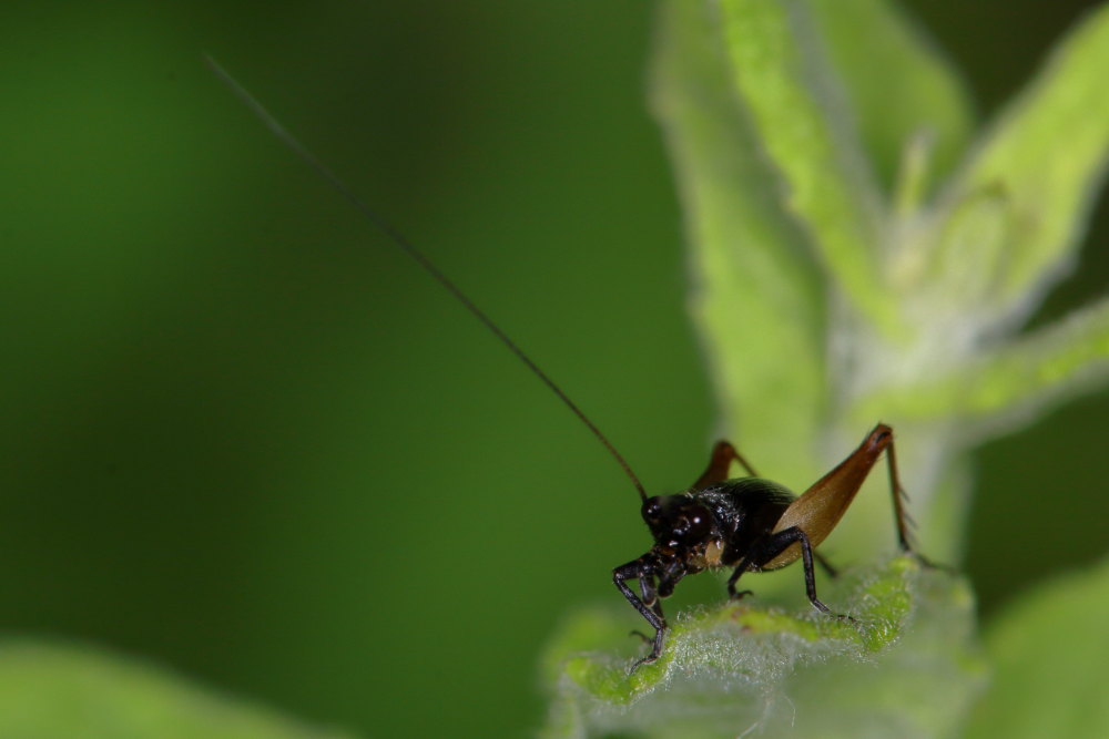 Gryllidae: Trigonidium cicindeloides?  S !