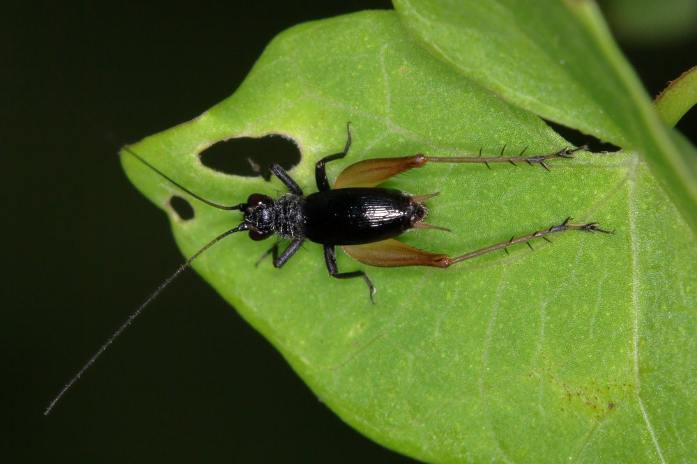 Gryllidae: Trigonidium cicindeloides?  S !