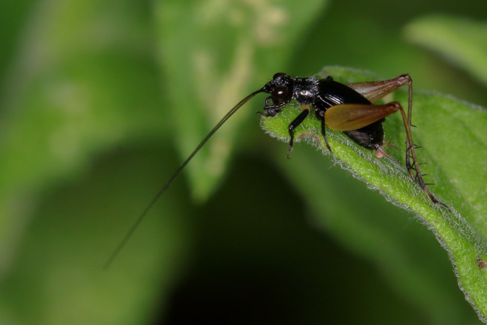 Gryllidae: Trigonidium cicindeloides?  S !