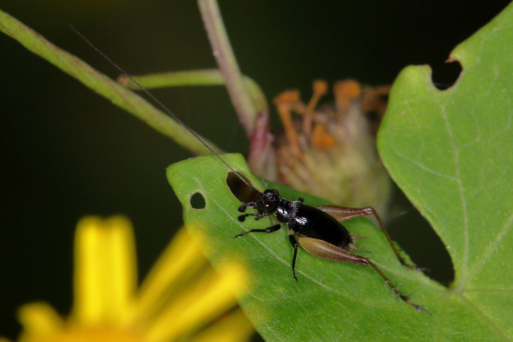 Gryllidae: Trigonidium cicindeloides?  S !