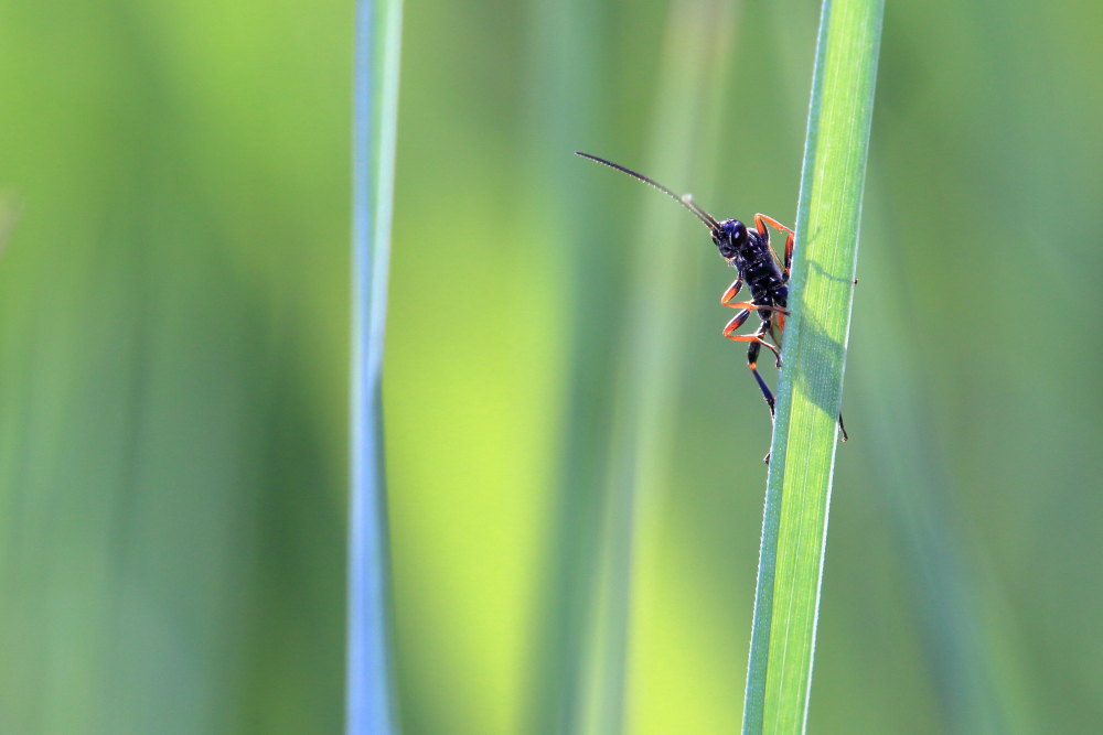 Ichneumonidae da identificare