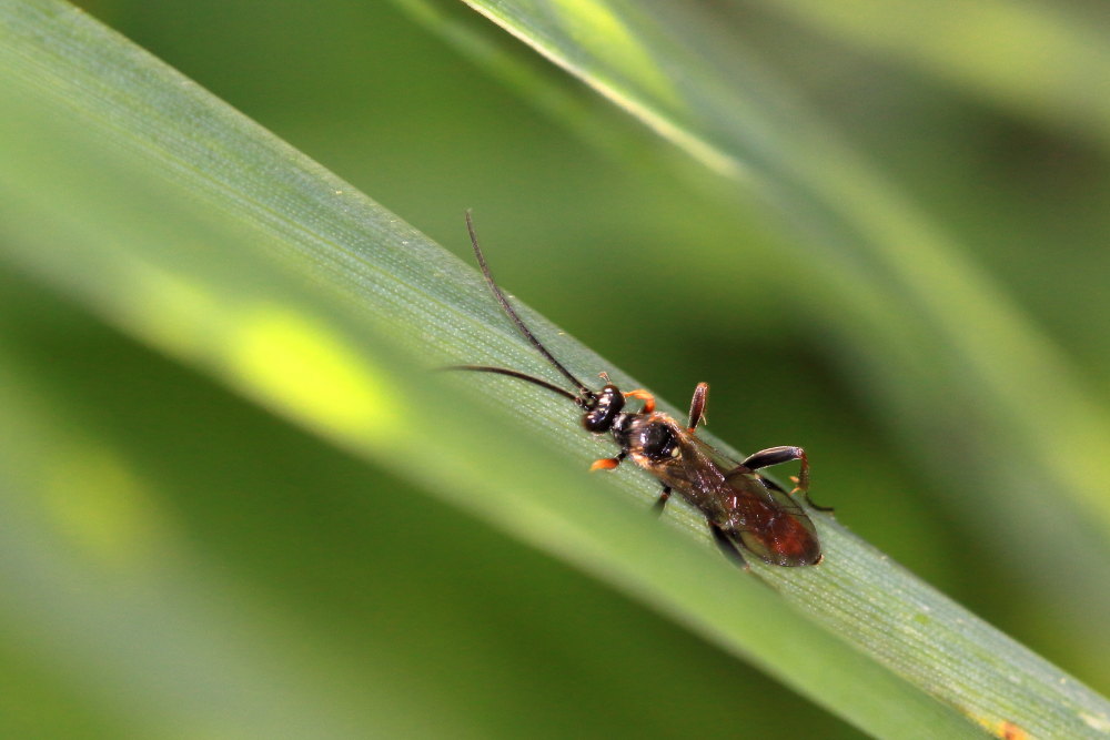 Ichneumonidae da identificare