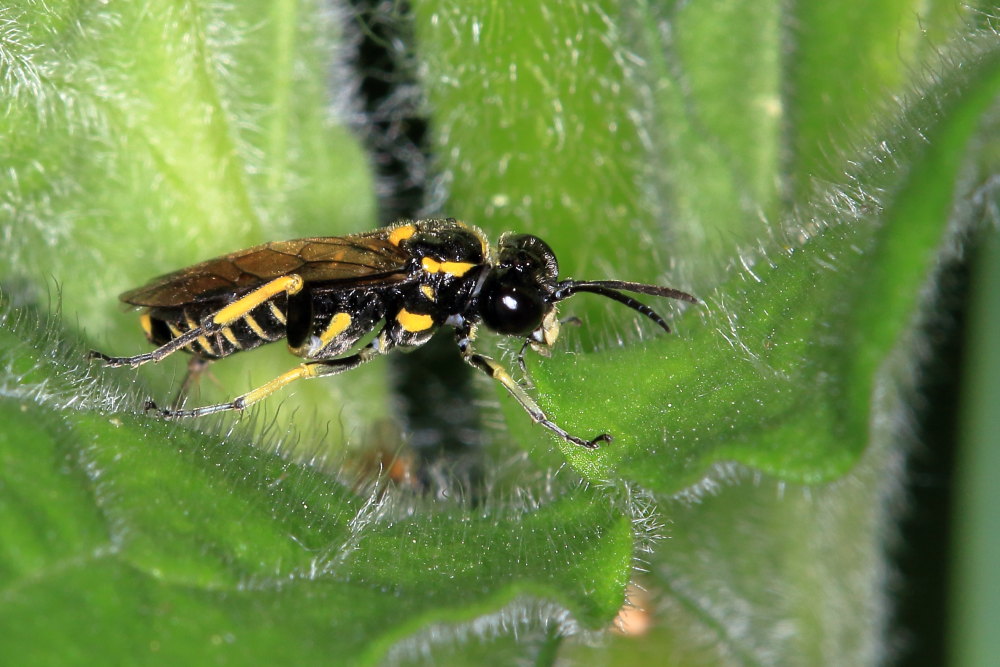 Tenthredinidae  da identificare 3