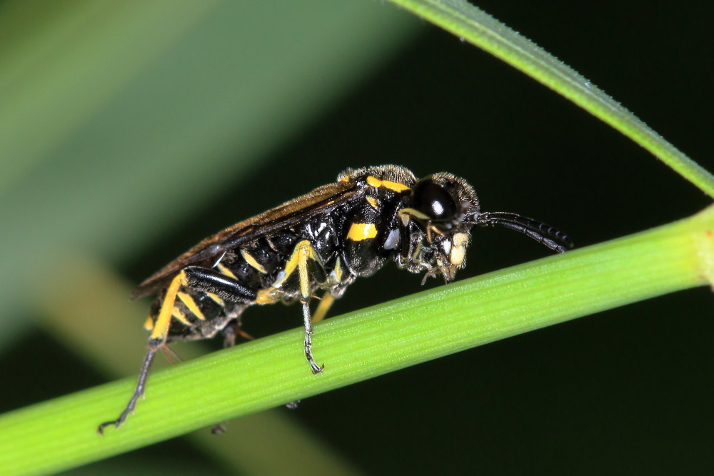 Tenthredinidae  da identificare 3