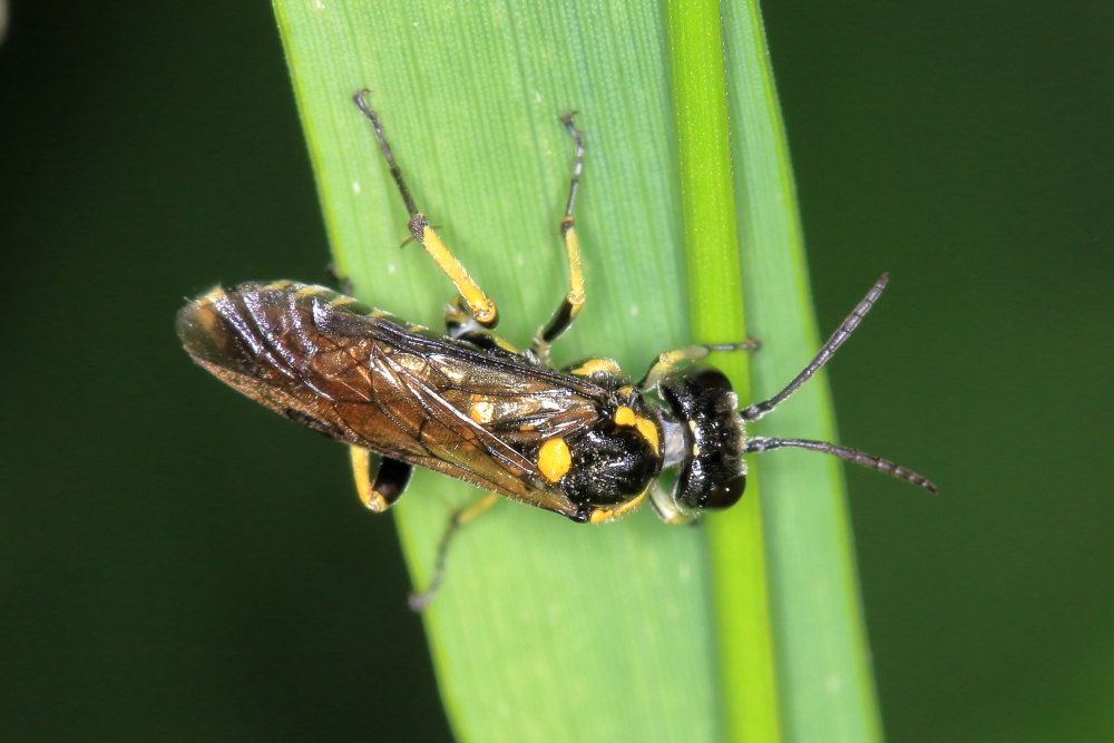 Tenthredinidae  da identificare 3