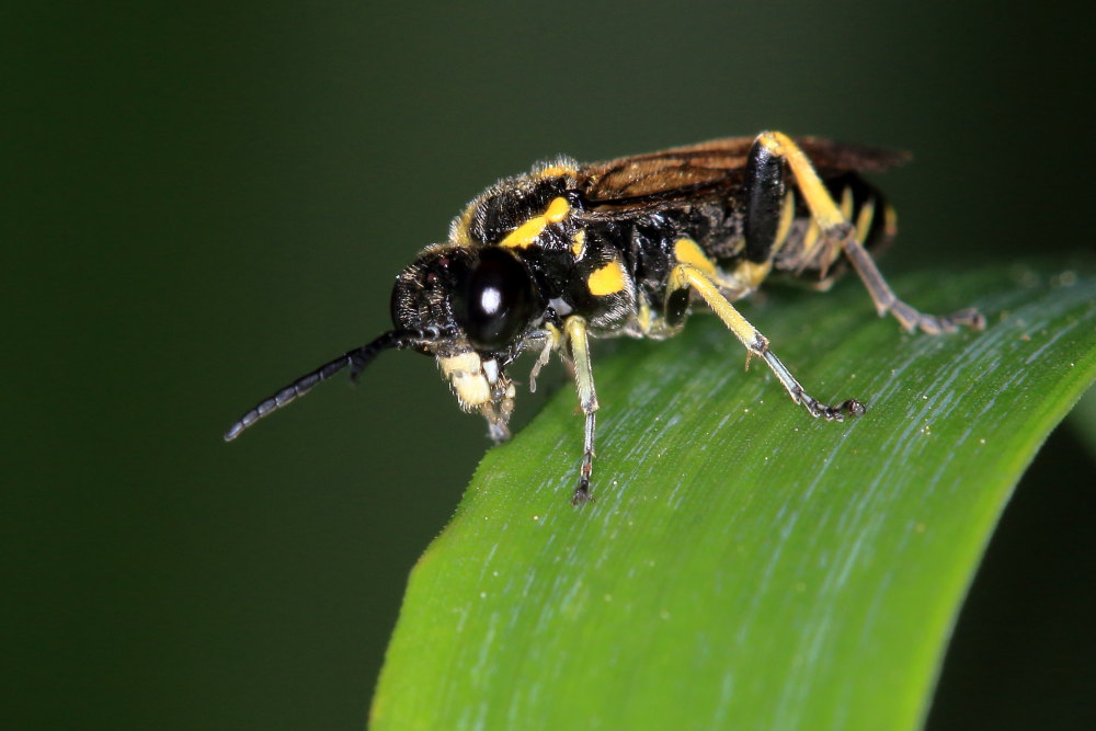 Tenthredinidae  da identificare 3