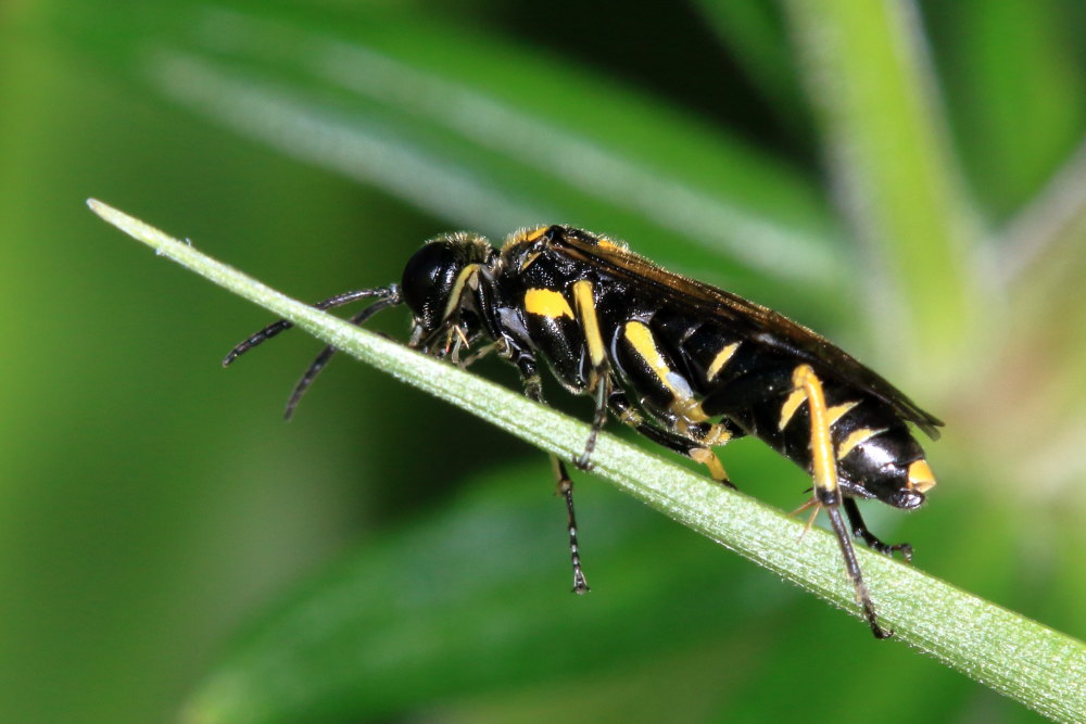 Tenthredinidae  da identificare 3