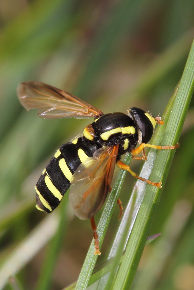 Syrphidae: Xanthogramma citrofasciatum