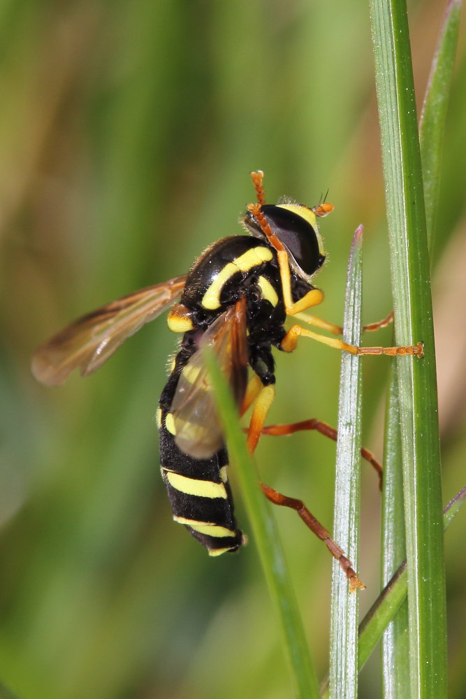 Syrphidae: Xanthogramma citrofasciatum