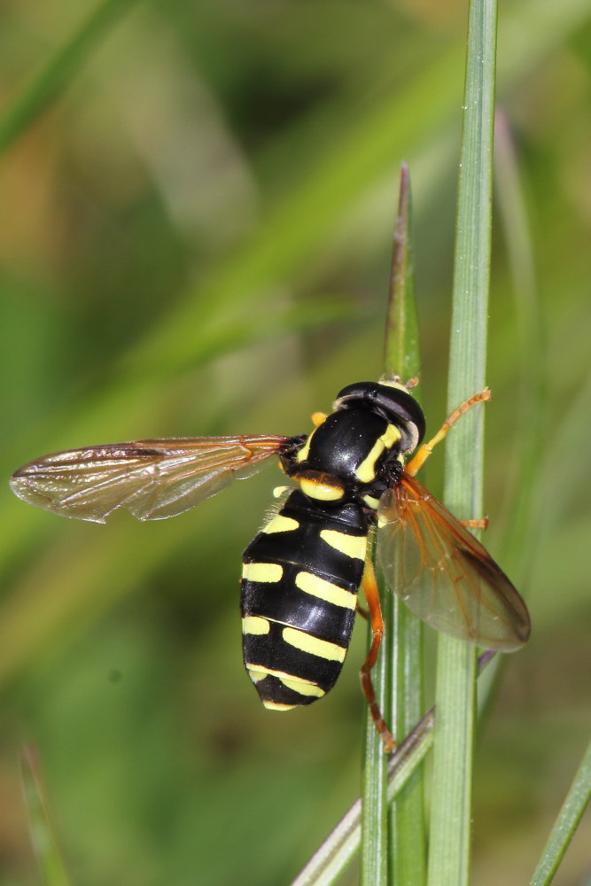 Syrphidae: Xanthogramma citrofasciatum