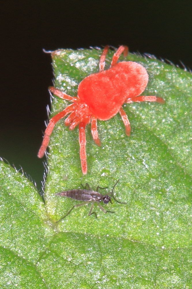 Allothrombium sp. (Trombidiidae)