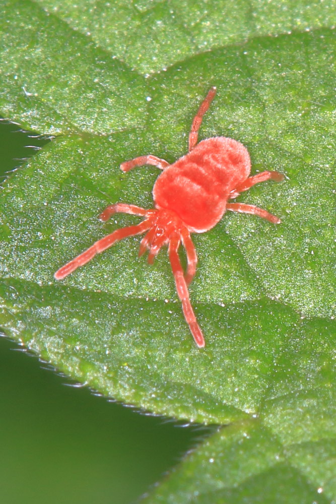 Allothrombium sp. (Trombidiidae)