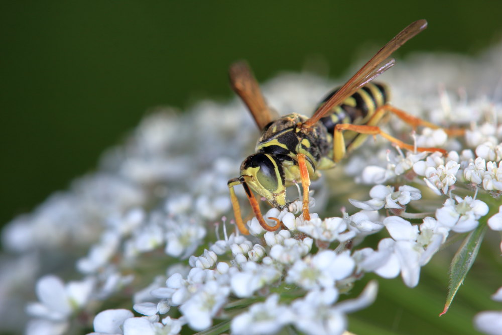 Polistes associus?