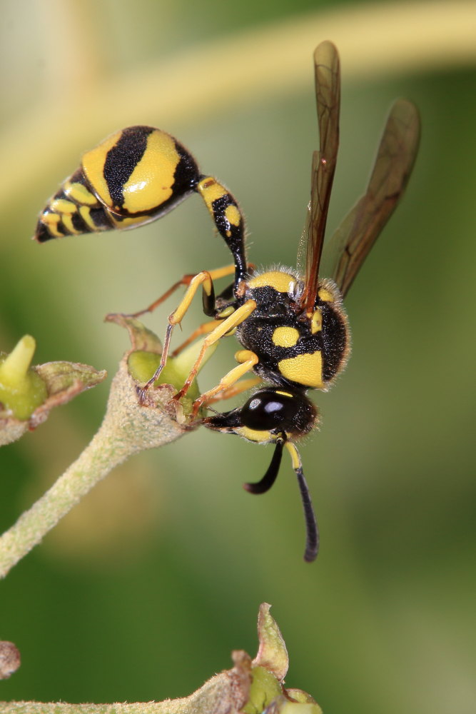 Vespidae Eumeninae: Eumenes mediterraneus