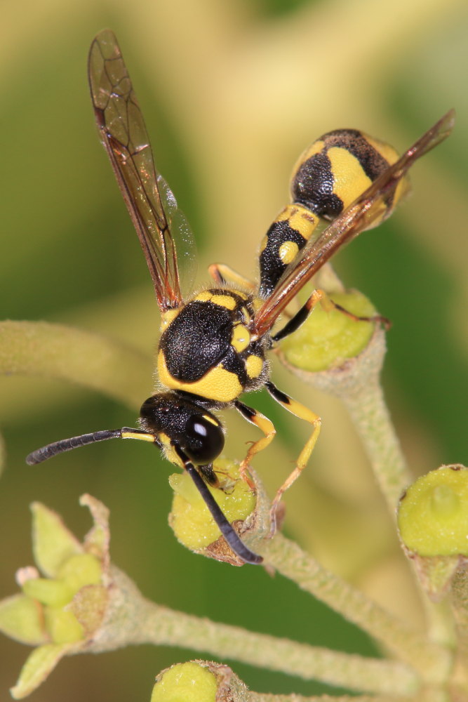 Vespidae Eumeninae: Eumenes mediterraneus